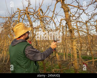 A young man in straw hat pruning fruit trees in winter with electric shears Stock Photo