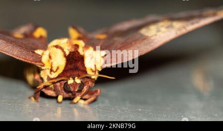 Skull butterfly, moth with a shape on its back that vaguely resembles a skull Stock Photo