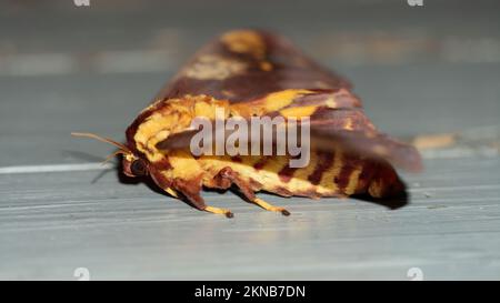 Skull butterfly, moth with a shape on its back that vaguely resembles a skull Stock Photo