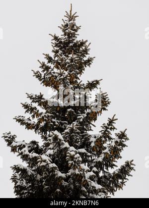 Snow-covered spruce with beautiful cones on a light background. spruce background for design. Christmas and New Year mood Stock Photo