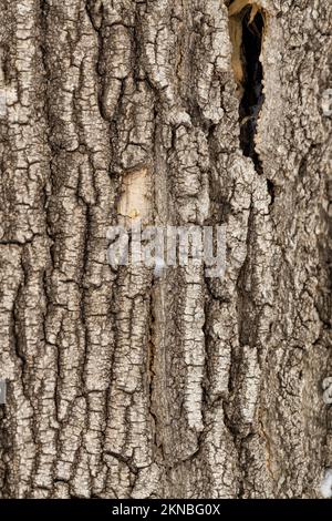 Close-up of tree bark. An old tree. many years ago. carbon sink. close-up macro photography. multiple use. background or backdrop Stock Photo