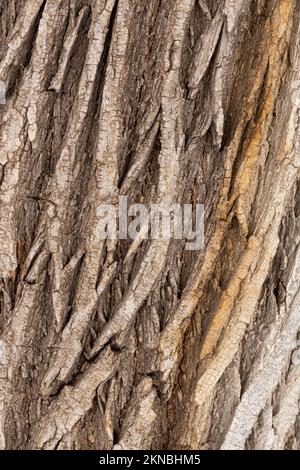 Close-up of tree bark. An old tree. many years ago. carbon sink. close-up macro photography. multiple use. background or backdrop Stock Photo