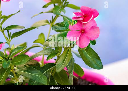 A close-up shot of purple Madagascar Periwinkle flowers on a soft blurry background Stock Photo