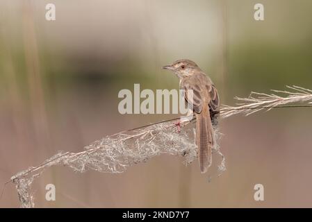 plain prinia, also known as the plain wren-warbler or white-browed wren-warbler, is a small cisticolid warbler found in southeast Asia. Stock Photo