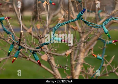 Christmas string lights glowing on tree outdoors. Xmas holiday decoration safety and outdoor lighting concept. Stock Photo