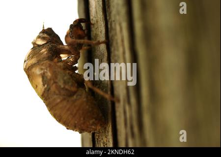 A closeup of a Locust standing on a fence post Stock Photo