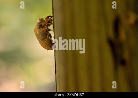 A closeup of a Locust standing on a fence post Stock Photo