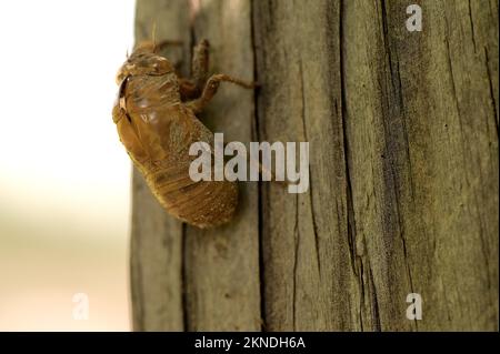 A closeup of a Locust standing on a fence post Stock Photo