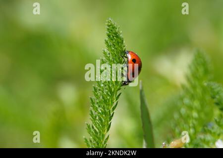 A shallow focus of an adorable Seven-spot ladybird standing on the green leaf Stock Photo