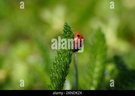 A shallow focus of an adorable Seven-spot ladybird standing on the green leaf Stock Photo