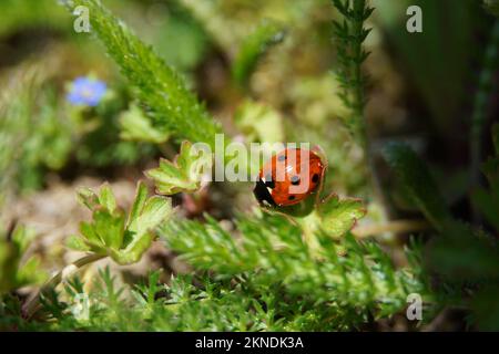 A closeup of an adorable Seven-spot ladybird standing on the green leaf Stock Photo