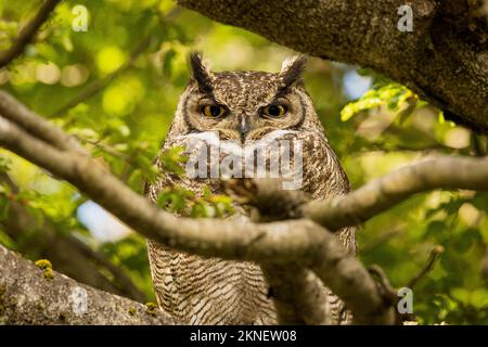 A closeup of a Lesser horned owl perched on a branch of a tree in Aysen, Chile Stock Photo