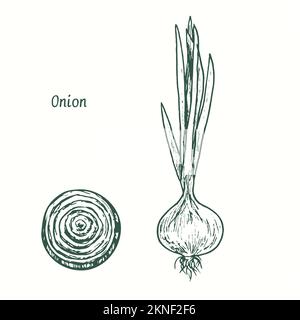 Onion plant and cut slice.  Ink black and white doodle drawing in woodcut style Stock Photo