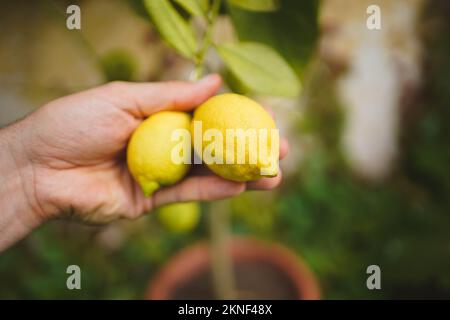close up of a hand holding ripe lemons on a branch. Stock Photo