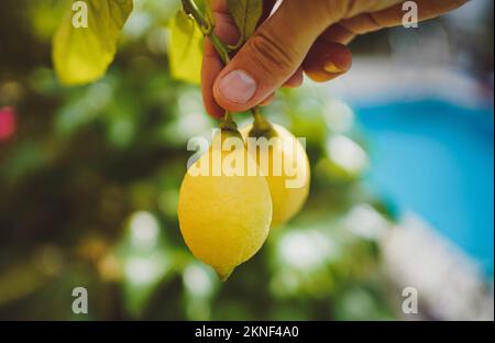 hand holding lemons on a branch with a mediterranean garden and a pool in the background Stock Photo