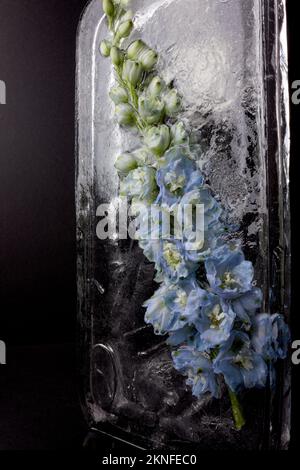Frozen beautiful Delphinium cultorum flowers. Frozen fresh flowers with air bubbles in the ice cube on the black background. Blossoms in the ice cube. Stock Photo