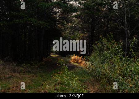Sun shinning on golden coloured ferns under a large tree knot on Colin Stewart Trail on McNabs Island, Halifax,Nova Scotia, Canada Stock Photo