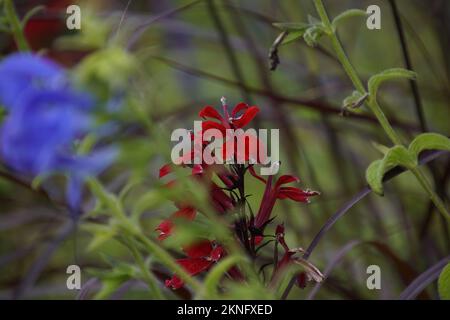 A closeup view of a red cardinal flower in a garden in daylight on a blurred background Stock Photo