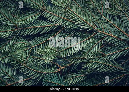 Christmas tree branches texture background Stock Photo
