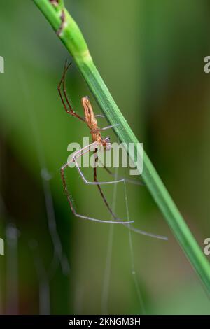 A vertical close-up of a species of spider (Tetragnatha extensa) on a stem in a green plant Stock Photo