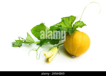 Small  blooming baby pumpkin isolated on white Stock Photo