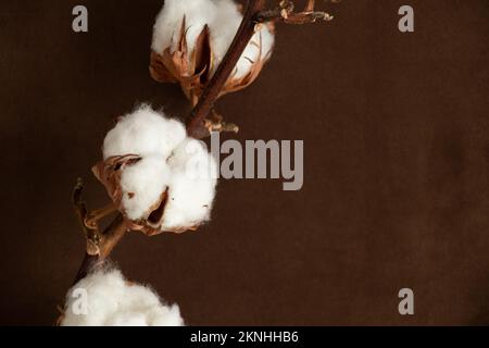 Close Up Of Single Cotton Bud Isolated On White Stock Photo