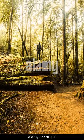 Man standing on a hollowed tree trunk admiring amazing visuals while hiking through the awe inspiring forest of Mount Field, Tasmania, Australia Stock Photo