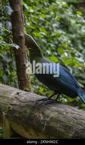 Knysna loerie at Birds of Eden in Plettenberg Bay Stock Photo