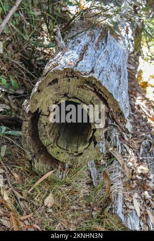 A hollow log laying on the forest floor covered with fungi surrounded ...