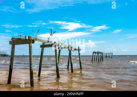 Free like a sea bird - sea gulls and pelicans sit on and fly above old broken piers out in the ocean under a very blue sky Stock Photo