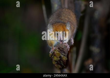 Rufous or Brown Mouse Lemur - Microcebus rufus small primate of Madagascar, also Eastern rufous or Red or Russet mouse lemur, rainforests in Eastern M Stock Photo