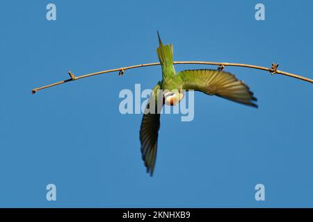 Madagascar or Olive Bee-eater - Merops superciliosus near passerine bird native to the southern half of Africa, green bird in flight with open wings o Stock Photo