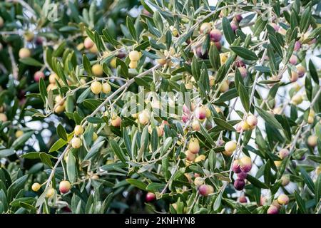 branch, European olive, Olea europaea, Stock Photo