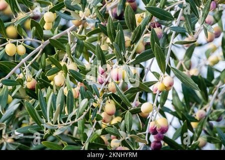 branch, European olive, Olea europaea, Stock Photo