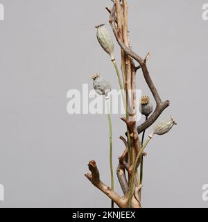 installation of dry branches and dried poppy seed heads on a neutral background Stock Photo