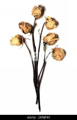 six withered roses against a white background Stock Photo