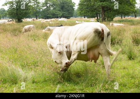 Close up of a Blonde d'Aquitaine cow licks her hind leg with a herd of cows resting and ruminating between long grass and growing Alder trees in the b Stock Photo