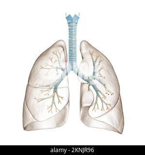 Human lungs with bronchial tree or trachea with bronchi 3D rendering illustration. Blank anatomical diagram or chart on white background. Medical, hea Stock Photo