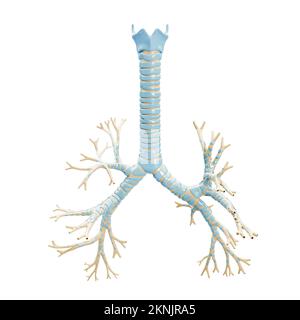 Accurate bronchial tree with trachea and thyroid cartilage 3D rendering illustration on white background. Blank anatomical diagram or chart of the bro Stock Photo