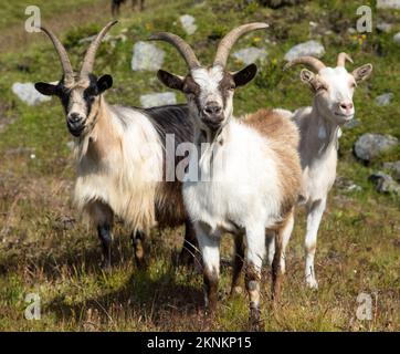 herd of three goats in the mountains by the lake, Carnic Alps Stock Photo