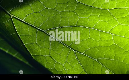 Fresh green leaf macro photo with veins texture, natural background photo with selective focus Stock Photo