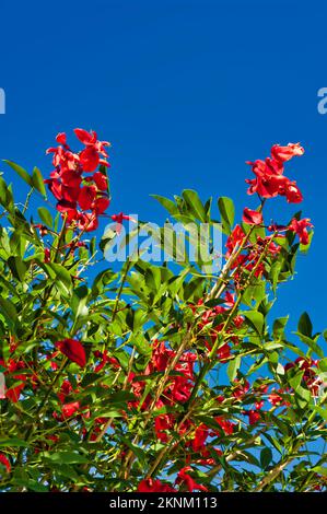 Branches with red flowers and bright green leaves of Erythrina crista-galli, or cockspur coral tree, against a blue sky Stock Photo