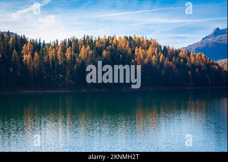 Golden larch trees on a hill along the shore of a lake Stock Photo