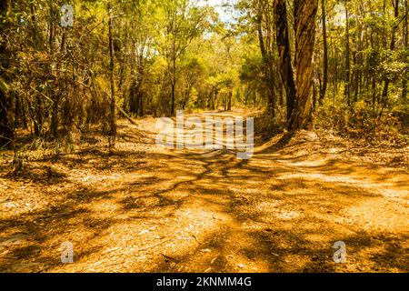 Fine art landscape on a lush forestry trail leading through dense bushlands. Photographed: Brown Lake Road, North Stradbroke Island, Queensland, Austr Stock Photo