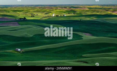 Morning green wheat in the Palouse as seen from above Stock Photo