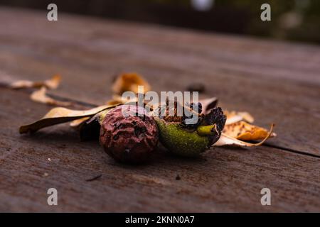 image of two walnuts one open and one green split in half on a wooden table autumn photograph Stock Photo