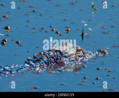 American Alligator Head sitting above the water in a swamp. Stock Photo