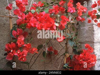 A closeup of beautiful red bougainvillea flowers growing on the wall Stock Photo