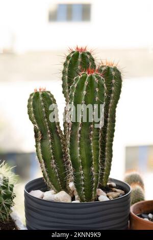 A dark gray pot with four cereus cactus trunks with lots of sharp spikes and lots of red buds