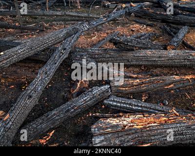 Fallen trees and burnt out into coals after a fire in the forest. Charred tree trunks in a coniferous forest. Stock Photo